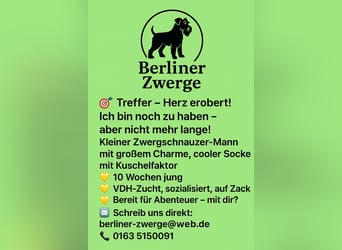 Welpen weiß Zwergschnauzer Rüde