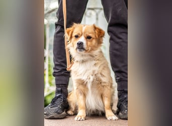 Fridolin, witziges Herzchen, 1 Jahr, 10kg, 32cm *in 76316 Malsch*