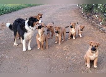 Sammy, ein verspieltes Hundekind auf der Suche nach einem Zuhause fürs Leben