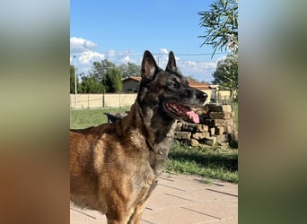 Malinois