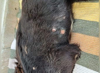 Manolo, Traumhund mit Handicap