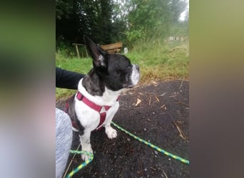 Französische Bulldogge Inge sucht Zuhause oder Pflegestelle