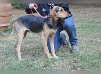 Tyron - der Schnüffler sucht ein Zuhause