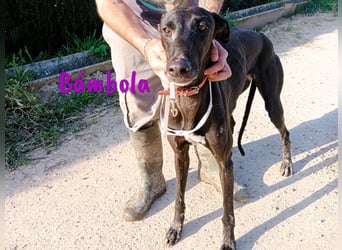 Bámbola 02/2023 (in Deutschland) - lebensfrohe, liebevolle und neugierige Galga!