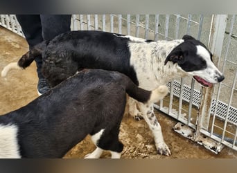 Milla - Gute-Laune-Hund wartet auf Sie