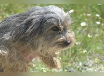 Maia, eine von zwölf zurückgebliebenen Hunden sucht ein neues Zuhause