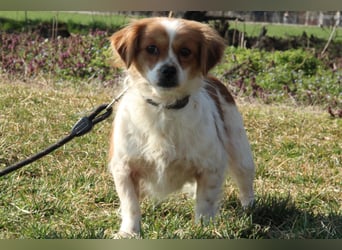 Sweety – Kleine Herzensbrecherin...