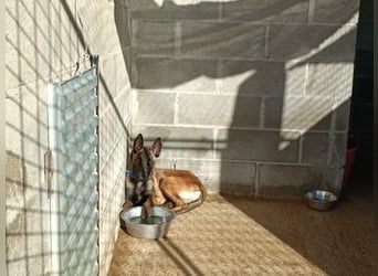 Salva, perfekter Malinois der einfach nur gefallen will