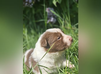 Border Collie Welpen -  Rüden und Hündin