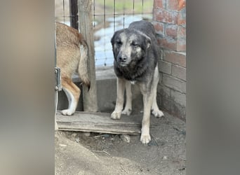 GREY, Hündin, 4 Jahre, 44 cm, Mischling, Tierschutz