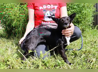 Hedi, Mix Dackel / Chihuahua, lieb und verträglich
