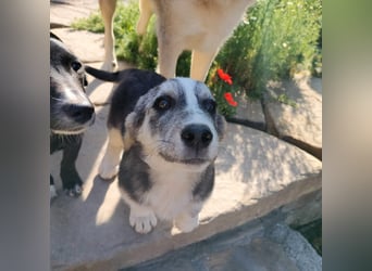 SIMON sucht ein Zuhause