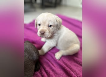 Labrador Retriever Labbi Welpen