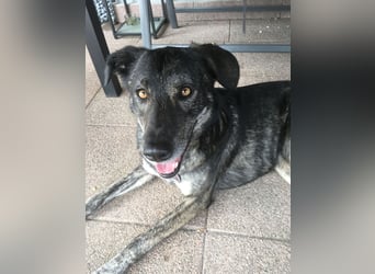 Elfie, Schäferhund-Mix, lieb und verträglich