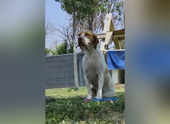 DUNA ❤️ liebevolle Pointer Mix Dame, Pflegefamilie Immenhausen
