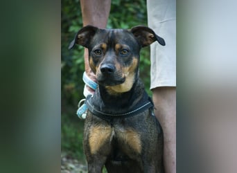 Fido SI – Ein aktiver Hund auf der Suche nach einem erfahrenen Zuhause