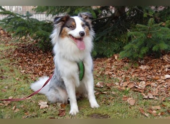 Alfred - ein besonderer Hund sucht seinen speziellen Menschen - Tierhilfe Franken e.V.
