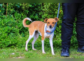 Holly, Mix Chihuahua / Beagle, lieb und verträglich