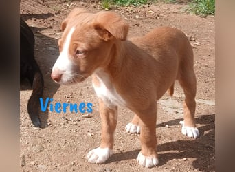 Viernes 01/2025 (ESP) - sozialer und verspielter Podenco Bub!