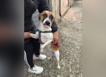 Chicca – eine neue Familie finden -