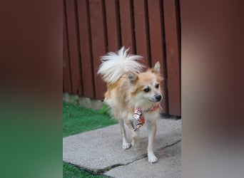 Foxy-SR, Sonnenanbeterin sucht Zuhause!