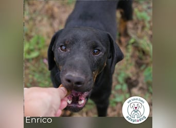 Enrico: Sehnt sich nach einem Zuhause