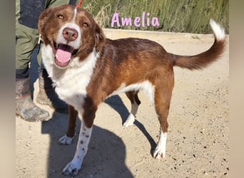 Amelia 08/2018 (ESP) - bezaubernde, ausgeglichene und soziale Hütehund-Mix Hündin!