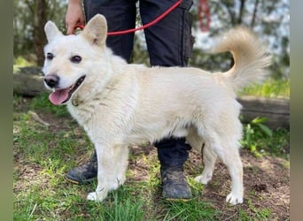 Snowy, Spitz-Mischling