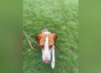 Moka Posavski Gonic Mischling Jagdhund Hündin sucht Zuhause für immer
