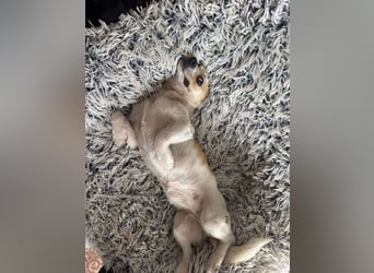 Kleine Terry sucht liebevolles Zuhause