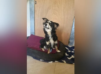 Josie, bereits auf PS in DE 86156 Augsburg, sucht liebevolles Zuhause!
