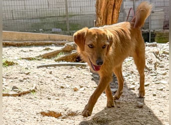 Kuckuck, wer schenkt Traumhund OLIVER ein liebevolles Zuhause?