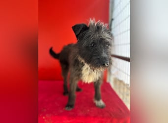 Ficko, Schnauzer-Mix, Rüde, geb. am 18.01.2024, 45 cm