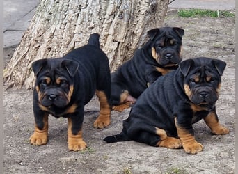 Bullpeiwelpen, Mischling aus englischer Bulldogge und Sharpei/Shar-Pei
