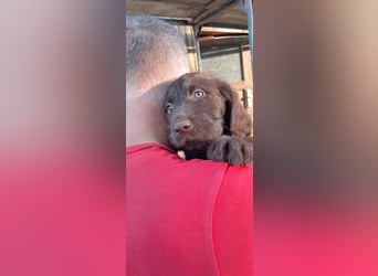 Labradoodle Welpen