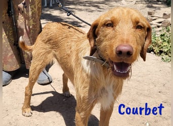 Courbet 11/2022 (ESP) - verspielter, hübscher Jagdhund-Mix Junghund!