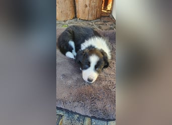 Border Collie welpen