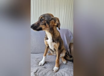 TIZIA ❤️ Eilig! sucht Zuhause oder Pflegestelle