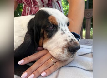 Basset Hound Welpen