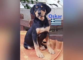 Oskar, 01/25 - Schlappohr sucht Wirkungskreis