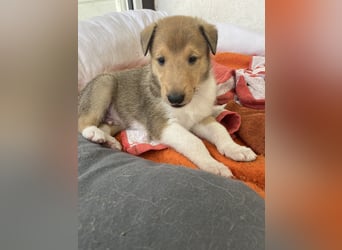 Lang- und Kurzhaar- Collie- Welpen