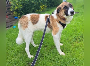Anka - wo darf ich Zuhause sein?