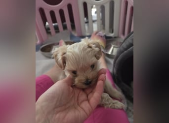 Maltipoo Welpen Rüde