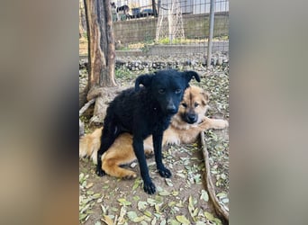 Freundlicher PANCHO ist ein liebevoller und allseits beliebter Traumhund