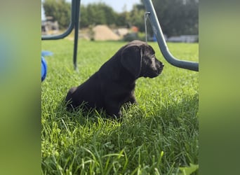 Labrador Welpen mit Ahnentafel