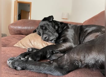 FRIDA ❤️ gemütlicher Labrador Shar-Pei Dame, Pflegefamilie Köln