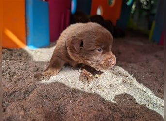 Aussiedor ,labrador,Australian shepherd  ,mit augenuntersuchung