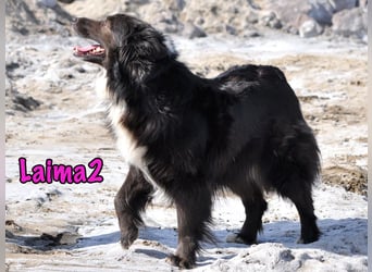 Laima2 01/2021 - sportliche und aufmerksame, wunderschöne Border-Collie-Mix Hündin!