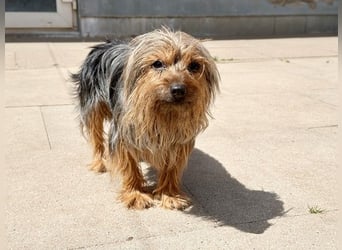Lady, Yorkshire Terrier, geb. 2023, sucht geduldiges Zuhause