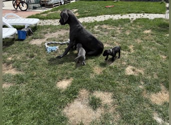 Deutsche Dogge Welpen